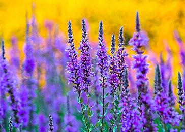  大宇更多游戏登陆Epic平台 《女鬼桥 开魂路》已上线