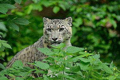 模拟游戏《Creature Lab》试玩Demo上线 支持中文